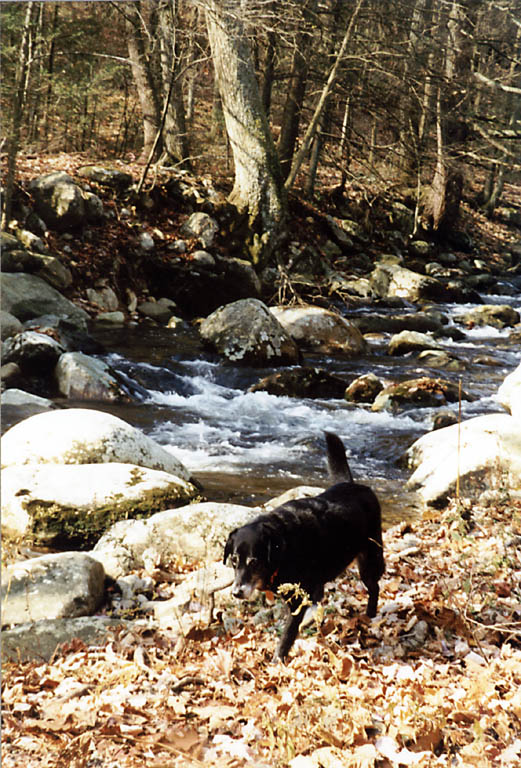 Lance walking along a stream. (Category:  Backpacking)