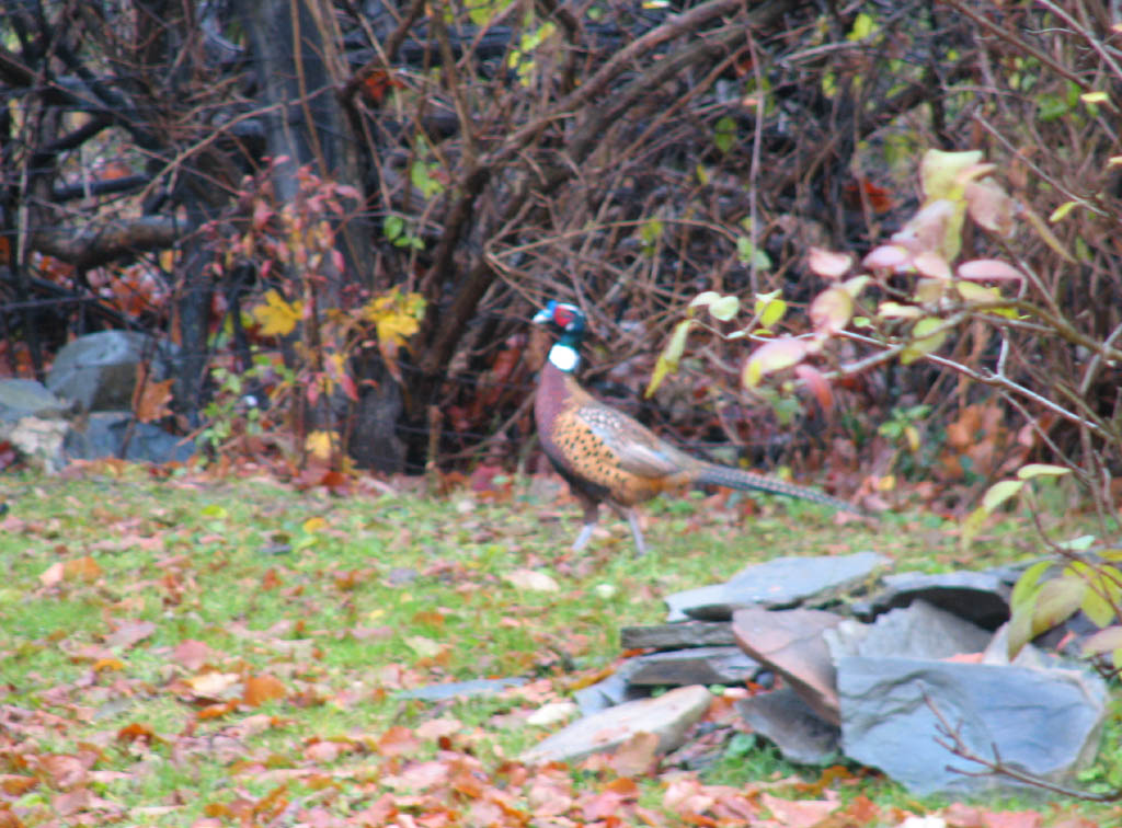 Back yard pheasant.  This banded male is probably an escapee from the DEC game farm two miles away. (Category:  Residence)