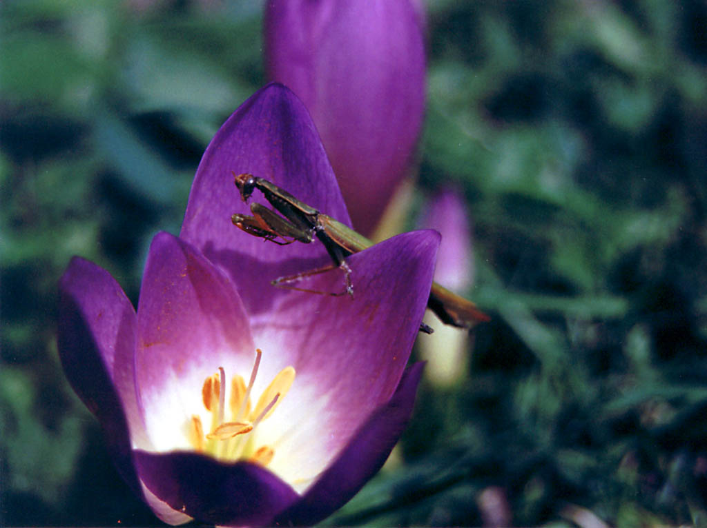 Back yard flower and Mantis. (Category:  Residence)