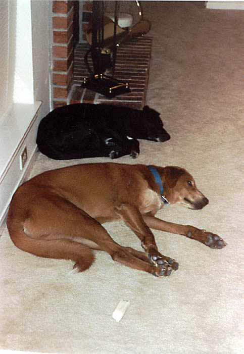 Mandel and Lance sleeping. (Category:  Dogs)