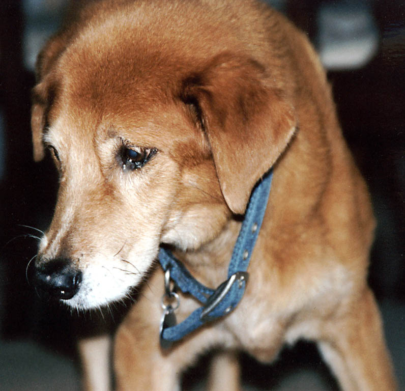 Mandel at home.  This is the last picture I have of Mandel before his death on 11/20/2004. (Category:  Dogs)