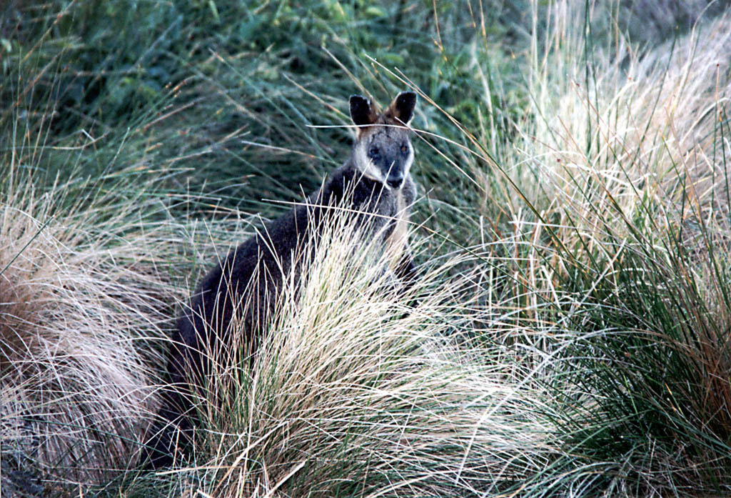 Same Kangaroo much closer.  This is as close as I ever was able to come to a wild Kangaroo. (Category:  Travel)
