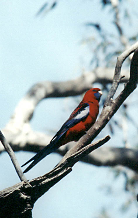 Beautiful bird.  I believe this is a Crimson Rosella. (Category:  Travel)