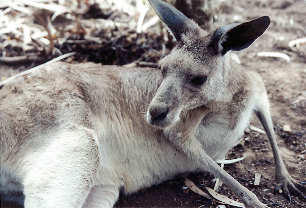 Kangaroo (Category:  Travel)