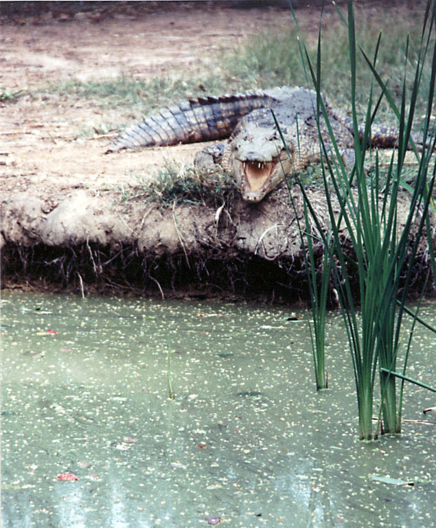 Crocodile (Category:  Travel)