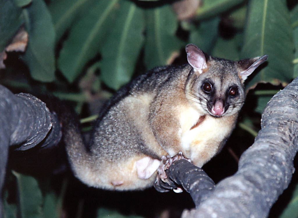 This possum was often found in the tree immediately outside my door. (Category:  Travel)
