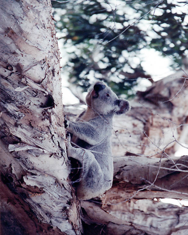 Biggest Koala I saw in Australia. (Category:  Travel)