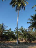 Sophia and Nassor under one of the three coconut trees on their plot of land. (Category:  Travel)