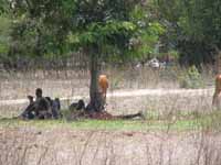 Masai grazing cattle on school grounds. (Category:  Travel)