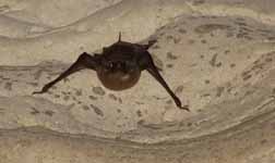 Bat in Amboni. (Category:  Travel)