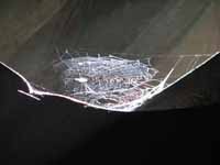A spotlight spider's web in Amboni. (Category:  Travel)