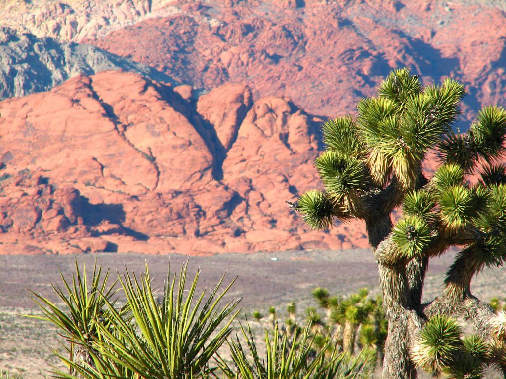 Yucca and Joshua Tree (I think) in front of Red Rocks at sunset. (Category:  Rock Climbing)