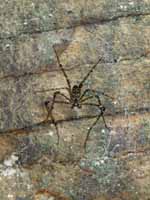 Giant spider (Category:  Rock Climbing)