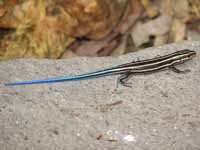 Blue Tailed Skink (Category:  Rock Climbing)