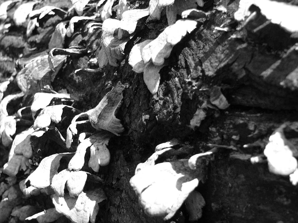 Fungus on a log.  Converted to B&W using the blue channel. (Category:  Backpacking)