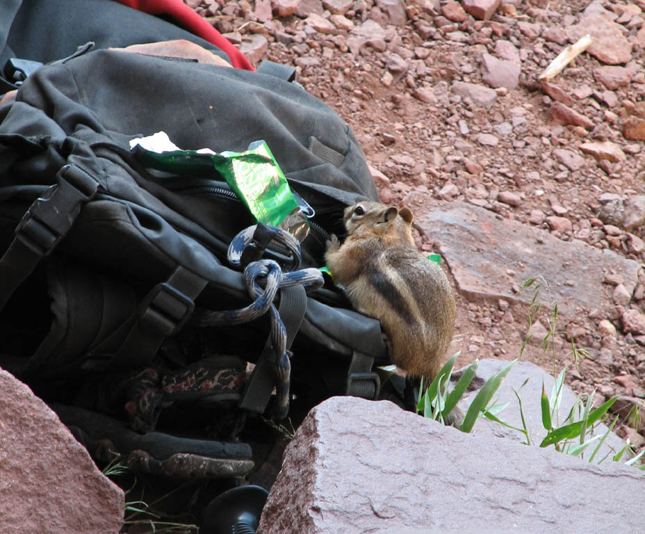 This chipmunk enjoyed rummaging in another climber's pack. (Category:  Rock Climbing)