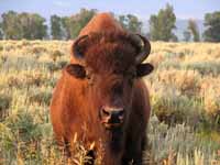 Bison (Category:  Rock Climbing)