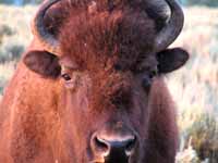 Bison (Category:  Rock Climbing)