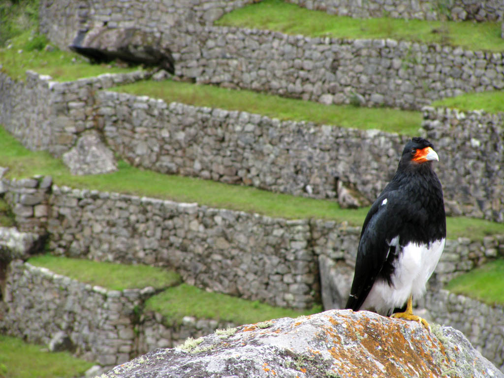 I wish it had been a Condor, since those had religious significance to the Inca.  Still, the Mountain Caracara is a pretty cool raptor. (Category:  Travel)