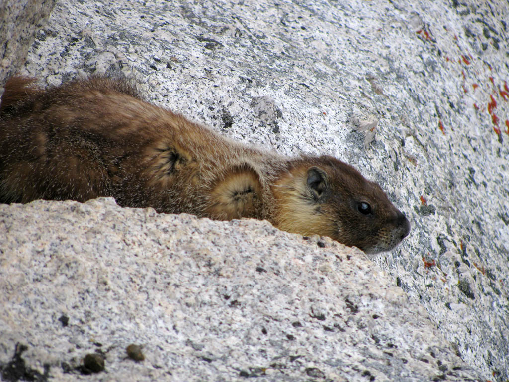 This marmot lives at the top of the ridge. (Category:  Rock Climbing)