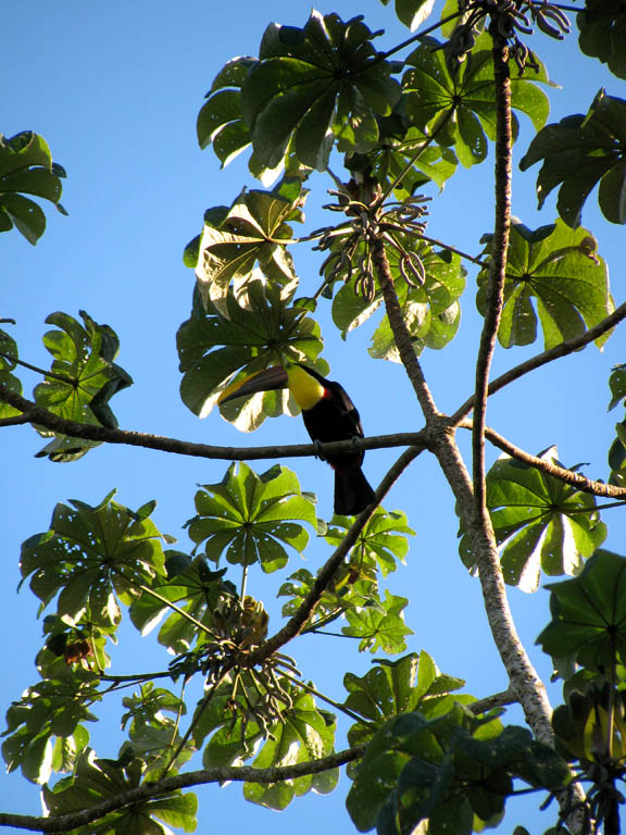 Chestnut Mandibled Toucan in a Cecropia tree. (Category:  Travel)