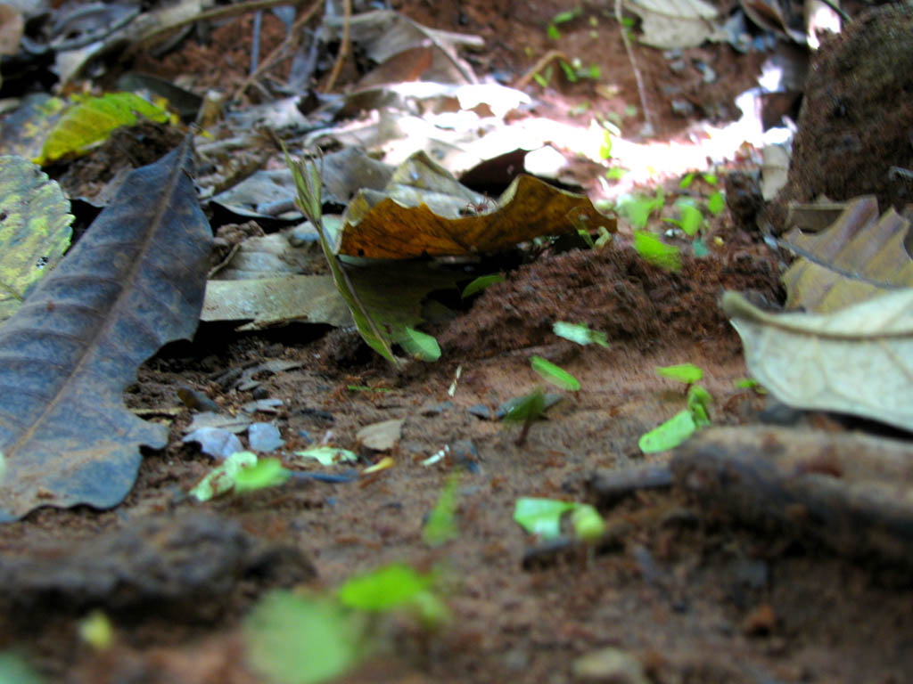 Leaf cutter ants. (Category:  Travel)