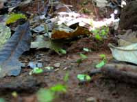 Leaf cutter ants. (Category:  Travel)