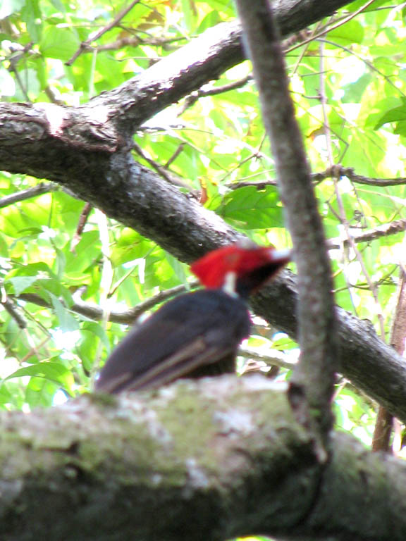 Woodpecker (Category:  Travel)