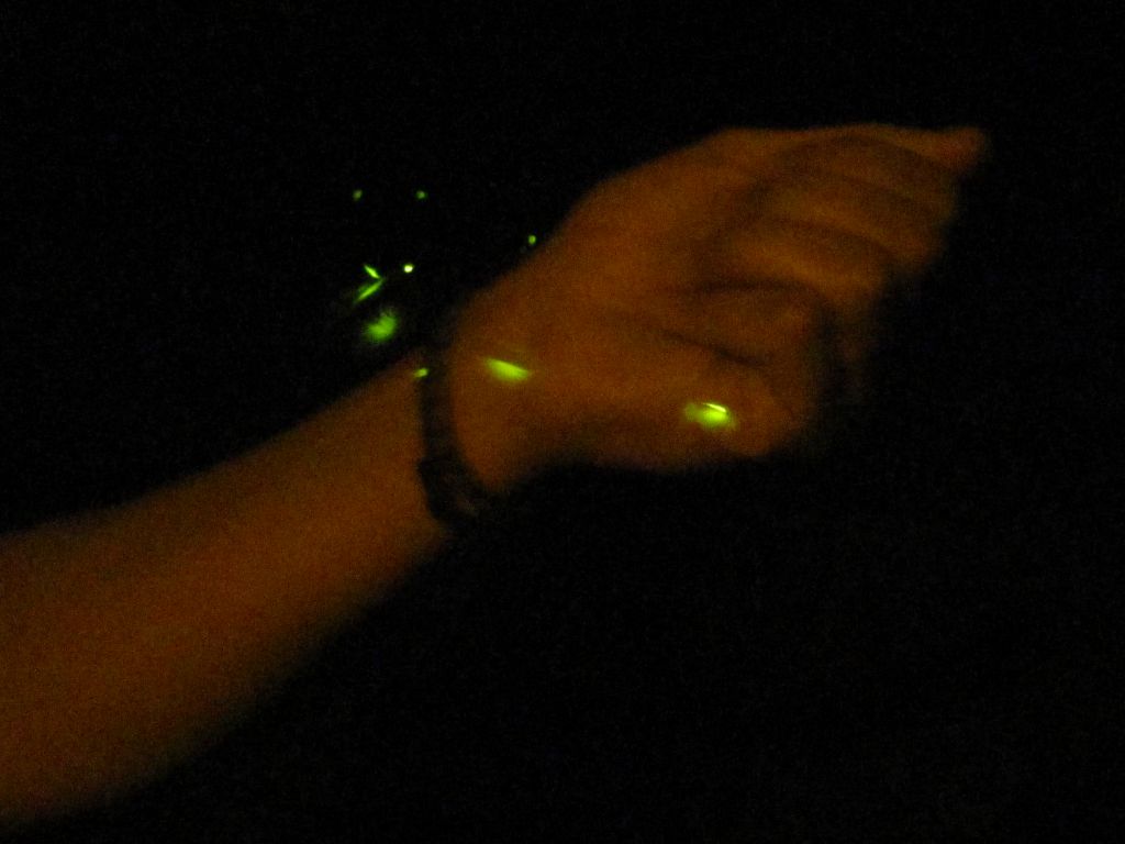 Collecting fireflies. (Category:  Party)