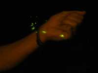 Collecting fireflies. (Category:  Party)