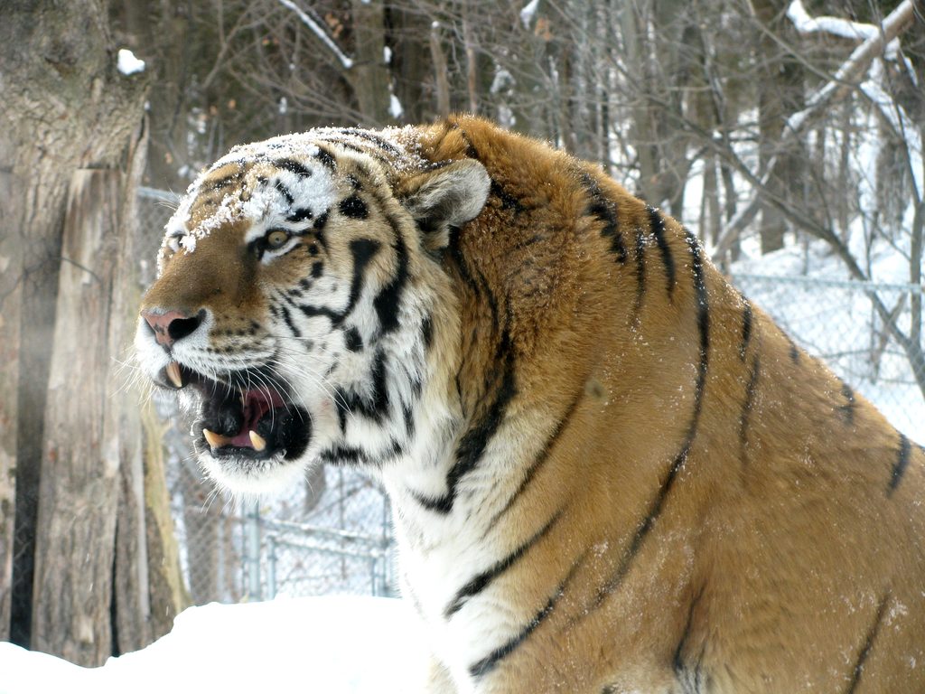 Gorgeous Tiger (Category:  Party)