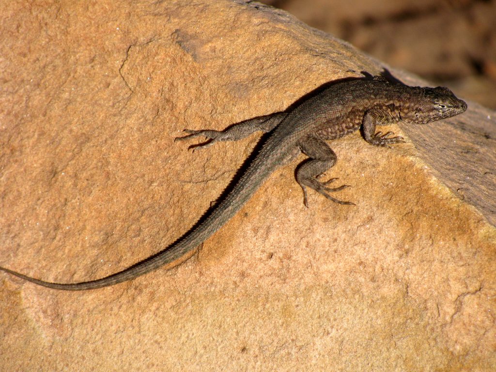 Side blotched lizard (Category:  Rock Climbing)