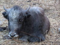 Baby yak (Category:  Travel)