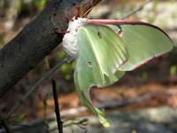 Luna moth just after eclosion (Category:  Rock Climbing)