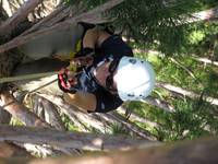 Laetitia coming up the mini giant sequoia. (Category:  Tree Climbing)