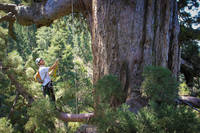 Route finding in 155. (Category:  Tree Climbing)