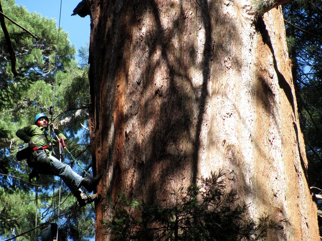 Dave climbing 155. (Category:  Tree Climbing)