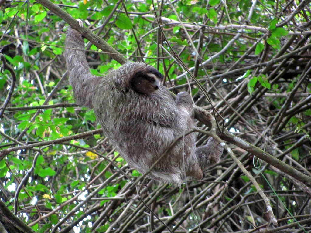 Sloth! (Category:  Travel)