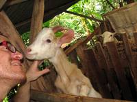 A very friendly goat. (Category:  Travel)