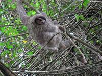Sloth! (Category:  Travel)