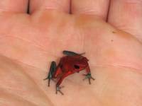Red and Green Dart Frog. (Category:  Travel)