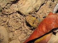 Frog (Category:  Travel)