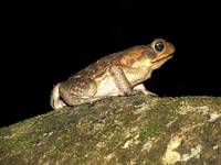 Cane Toad (Category:  Travel)