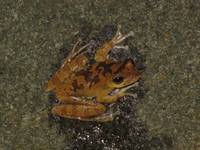 Frog (Category:  Travel)