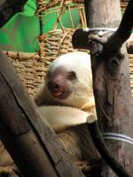 Rescue sloth (Category:  Travel)