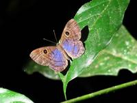 Butterfly (Category:  Travel)