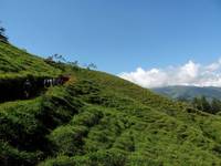 Walking up to the coffee fields. (Category:  Travel)