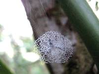 Cool spider web. (Category:  Travel)