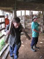 Dan grinding sugar cane. (Category:  Travel)