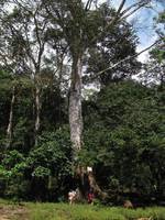 Big Ceiba by the river. (Category:  Travel)